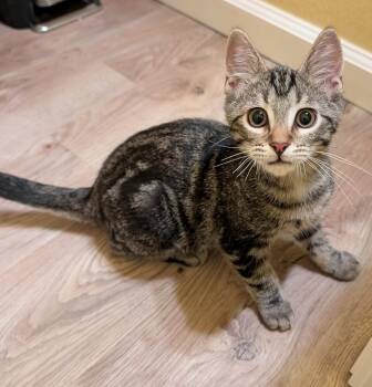 BUBBA -  Domestic Short Hair Cat for Adoption in Broomfield, Colorado - BUBBA | PetCurious