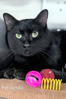 Domestic Short Hair Cats Available for Adoption in Flint, Michigan - Fernando | PetCurious