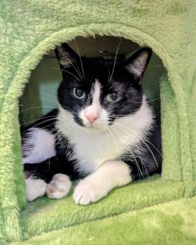 Rescue American Shorthair Cats for Adoption in Frederick, Maryland - Helen | PetCurious
