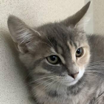 Sadie -  Domestic Short Hair Cat for Adoption in Redwood City, California - Sadie | PetCurious