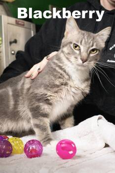 Blackberry -  Tabby Cat for Adoption in Macomb, Illinois - Blackberry | PetCurious