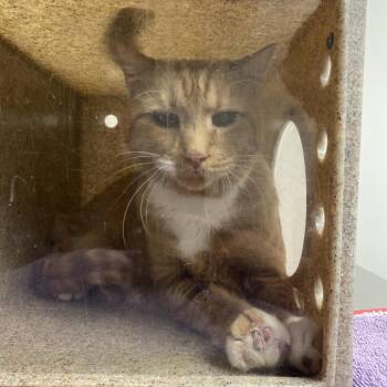 Prince -  Domestic Short Hair Cat for Adoption in Reno, Nevada - Prince | PetCurious