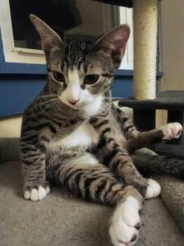 Bin Chicken -  Domestic Short Hair and Tabby Cat for Adoption - Bin Chicken | PetCurious