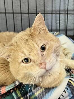 Tabby Cats Available for Adoption - Clyde | PetCurious