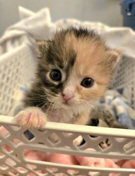 Plum -  Domestic Short Hair Cat for Adoption in Salinas, California - Plum | PetCurious