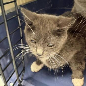Domestic Short Hair Cats Available for Adoption in Allentown, Pennsylvania - LVH-Stray-13381_2 | PetCurious