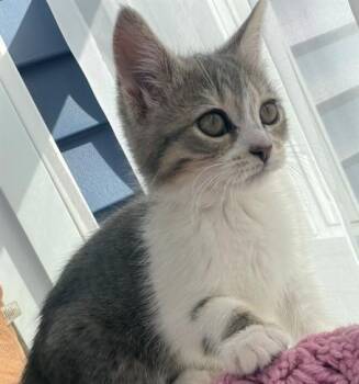 Domestic Short Hair Cats Available for Adoption in Dedham, Massachusetts - BUTTERCUP | PetCurious