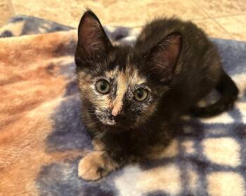 Navy -  Tortoiseshell Cat for Adoption in Fort Myers, Florida - Navy | PetCurious