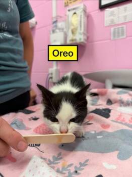 Domestic Short Hair Cats Available for Adoption in Columbus, Indiana - Oreo | PetCurious