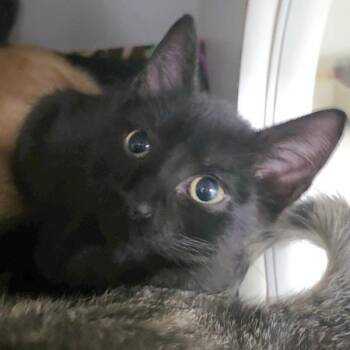 Firefly -  Domestic Short Hair Cat for Adoption in Silverdale, Washington - Firefly | PetCurious