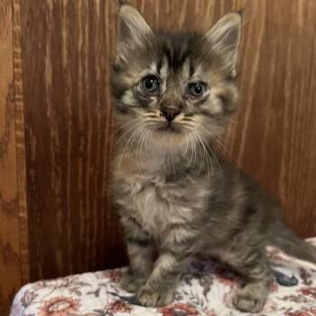 Pretzel -  Domestic Medium Hair Cat for Adoption in Edwards, Illinois - Pretzel | PetCurious