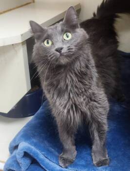 Ashena -  Domestic Medium Hair Cat for Adoption in Little Rock, Arkansas - Ashena | PetCurious