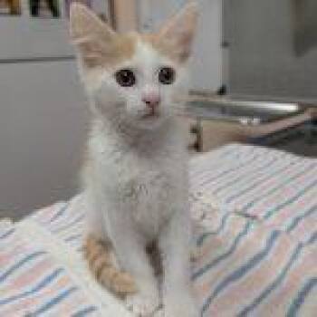 Lake -  Domestic Short Hair Cat for Adoption in Green Valley, Arizona - Lake | PetCurious
