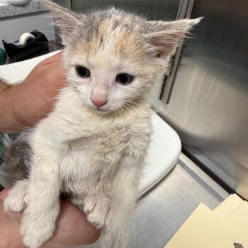 Peacock -  Domestic Short Hair Cat for Adoption in Normal, Illinois - Peacock | PetCurious