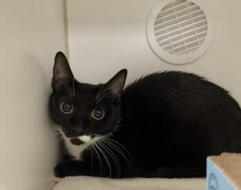 Moon -  Domestic Short Hair Cat for Adoption in Reisterstown, Maryland - Moon | PetCurious