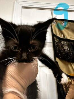 Domestic Short Hair Cats Available for Adoption - Bell | PetCurious