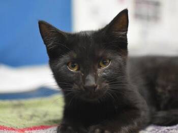 Tiger -  Domestic Short Hair Cat for Adoption in Portland, Oregon - Tiger | PetCurious