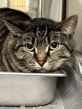 Domestic Short Hair Cats Available for Adoption in Wichita, Kansas - Minnie | PetCurious