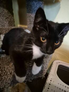 Marky -  Domestic Short Hair Cat for Adoption in Kankakee, Illinois - Marky | PetCurious