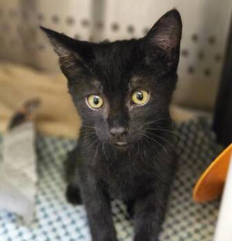 Verbena -  Domestic Short Hair Cat for Adoption in Dublin, California - Verbena | PetCurious
