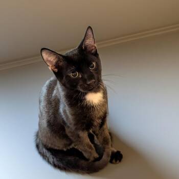 Tortilla -  Domestic Short Hair Cat for Adoption in Fort Lauderdale, Florida - Tortilla | PetCurious