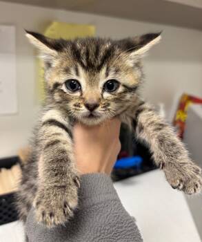 Rescue Domestic Short Hair Cats for Adoption in Greenfield, Indiana - Rum | PetCurious