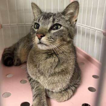 Domestic Short Hair Cats Available for Adoption in Bloomington, Illinois - Tippy | PetCurious