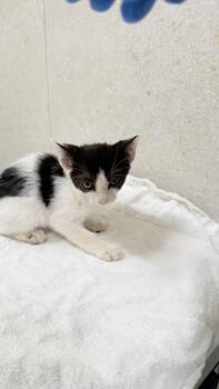 Kuzco -  Domestic Short Hair Cat for Adoption in Honolulu, Hawaii - Kuzco | PetCurious