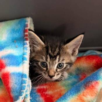 Onyx -  Domestic Short Hair Cat for Adoption in Houston, Texas - Onyx | PetCurious