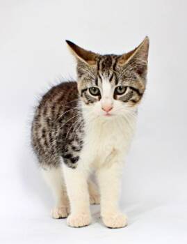 Katherine -  Domestic Short Hair Cat Available for Adoption in Morton Grove, Illinois - Katherine | PetCurious