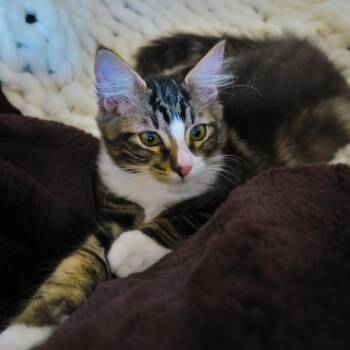 March -  Domestic Long Hair Cat for Adoption in Pendleton, Oregon - March | PetCurious