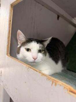 Possum -  Domestic Short Hair Cat for Adoption in Savannah, Georgia - Possum | PetCurious
