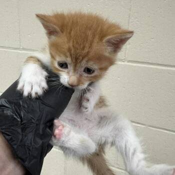 Moonchild -  Domestic Short Hair Cat for Adoption in Reno, Nevada - Moonchild | PetCurious