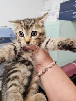 Rescue Domestic Short Hair Cats for Adoption in Republic, Missouri - Dawn | PetCurious