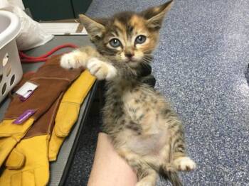 A1908815 -  Domestic Short Hair Cat for Adoption in Thousand Palms, California - A1908815 | PetCurious