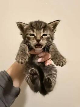 Domestic Short Hair Cats Available for Adoption - Linguine | PetCurious