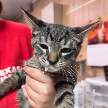 Jack -  Domestic Short Hair Cat for Adoption in Leander, Texas - Jack | PetCurious
