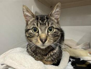 Domestic Medium Hair Cats Available for Adoption - KYRO | PetCurious