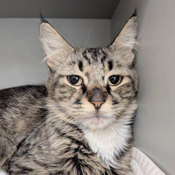 Mommas -  Domestic Medium Hair Cat for Adoption in Reno, Nevada - Mommas | PetCurious
