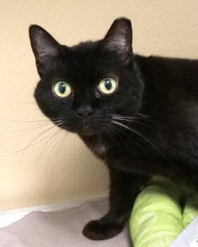 Rescue Domestic Short Hair Cats for Adoption in Fishers, Indiana - Jett | PetCurious