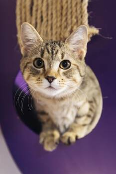 Rescue Domestic Short Hair Cats for Adoption in Davie, Florida - Summer | PetCurious