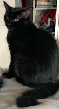 Domestic Medium Hair Cats Available for Adoption - Cindy | PetCurious