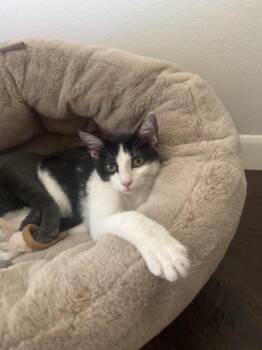 Rescue Domestic Short Hair Cats for Adoption in Liverpool, Texas - Haylee | PetCurious