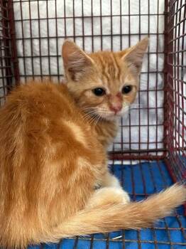 TROY -  Domestic Short Hair Cat for Adoption in Sacramento, California - TROY | PetCurious