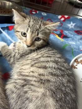 Pip -  Domestic Short Hair Cat for Adoption in Peconic, New York - Pip | PetCurious