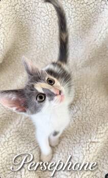 Persephone -  Calico and Domestic Short Hair Cat for Adoption in Homestead, Florida - Persephone | PetCurious