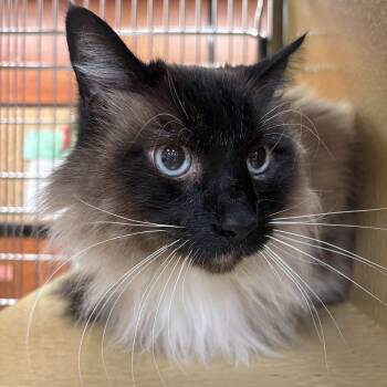 Balinese Cats Available for Adoption - BK | PetCurious