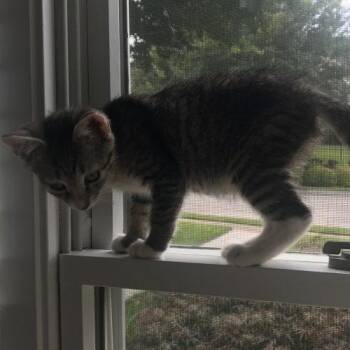 Chaos -  Tabby and Domestic Short Hair Cat for Adoption in Knoxville, Tennessee - Chaos | PetCurious