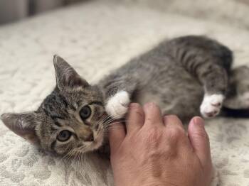 Donatello -  Tabby Cat for Adoption in Fenton, Missouri - Donatello | PetCurious