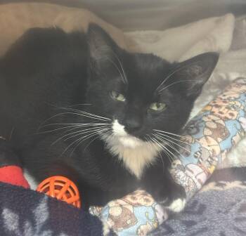Tippy -  Domestic Short Hair Cat for Adoption in Raymond, Washington - Tippy | PetCurious